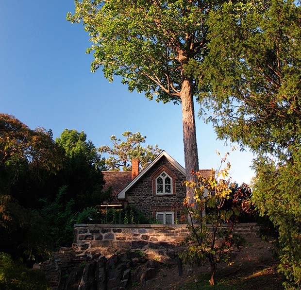 Repairing-Walls-Tree-Damage
