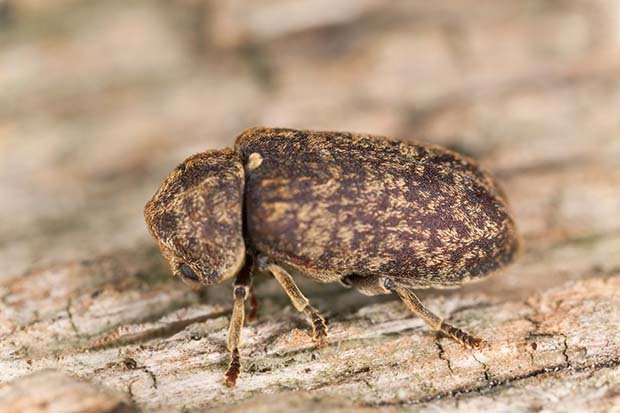 Timber-Decay-Death-Watch-Beetle