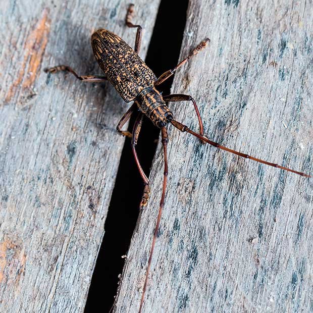 Timber-Decay-Longhorm-Beetle