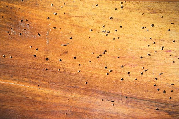 Timber-Decay-Woodworm-Damage