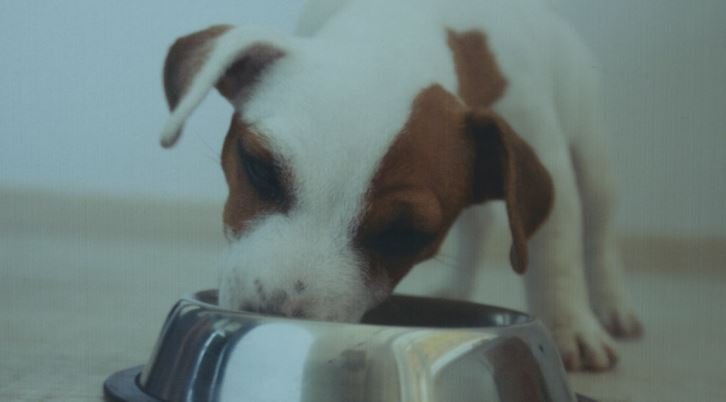 A new bill would allow you to bring your dog into more Wisconsin businesses 1 Dog photo