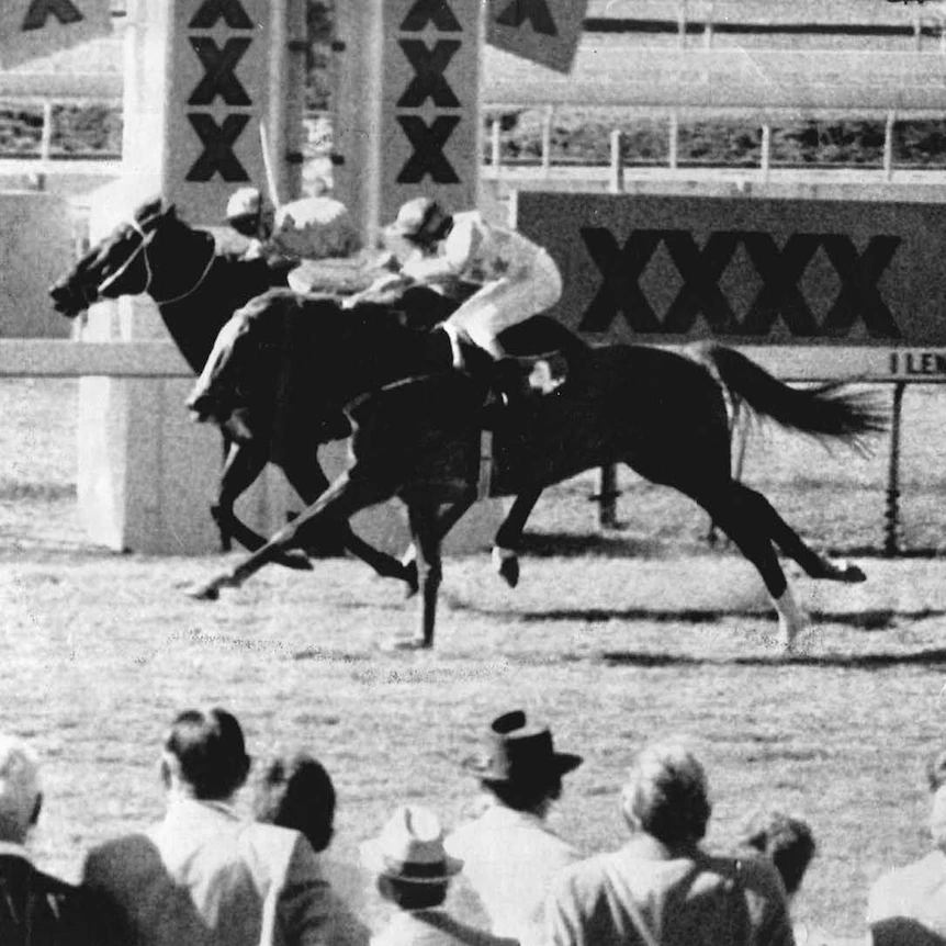 One man, one scanner and a scandal racing can't afford to see repeated 1 old picture from 1984 of fine cotton the horse