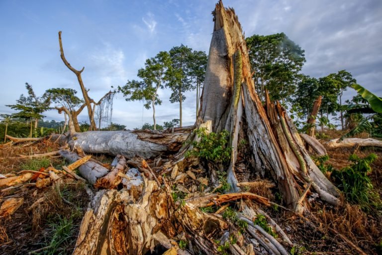 Deforestation in Côte d’Ivoire. Image credit: Mighty Earth