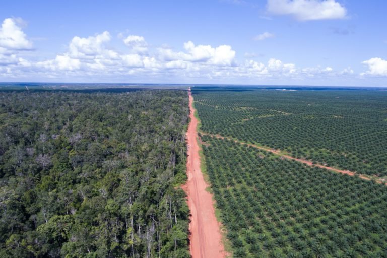 Oil palm plantation. Photo credit: Logging concession in Indonesia. Photo credit: Yudhi Mahendra / Mighty Earth